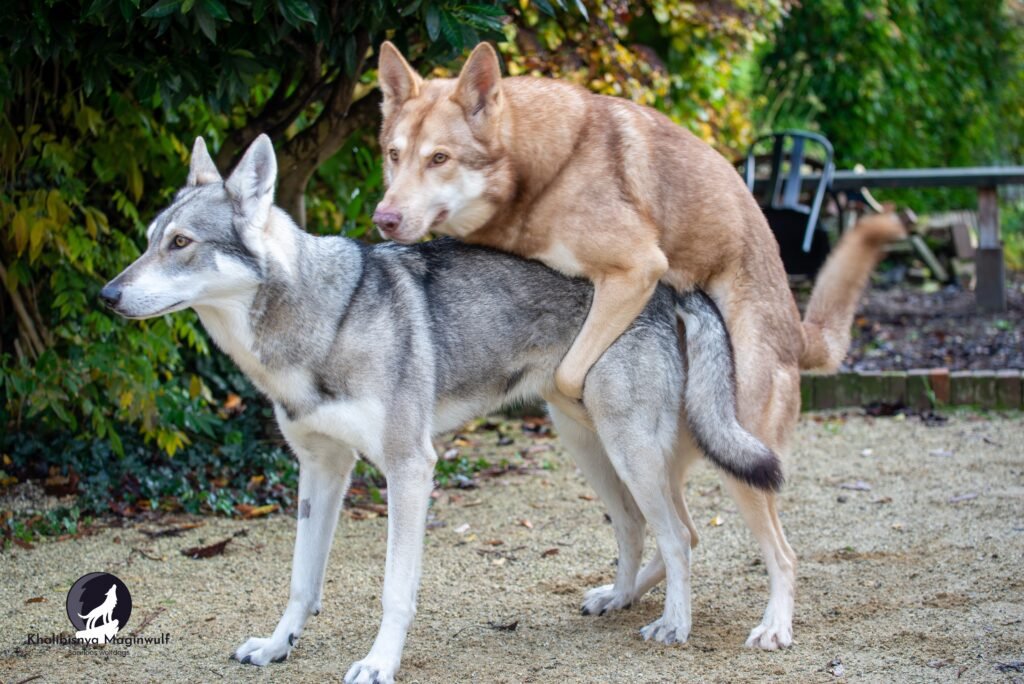 chien-loup de saarloos
