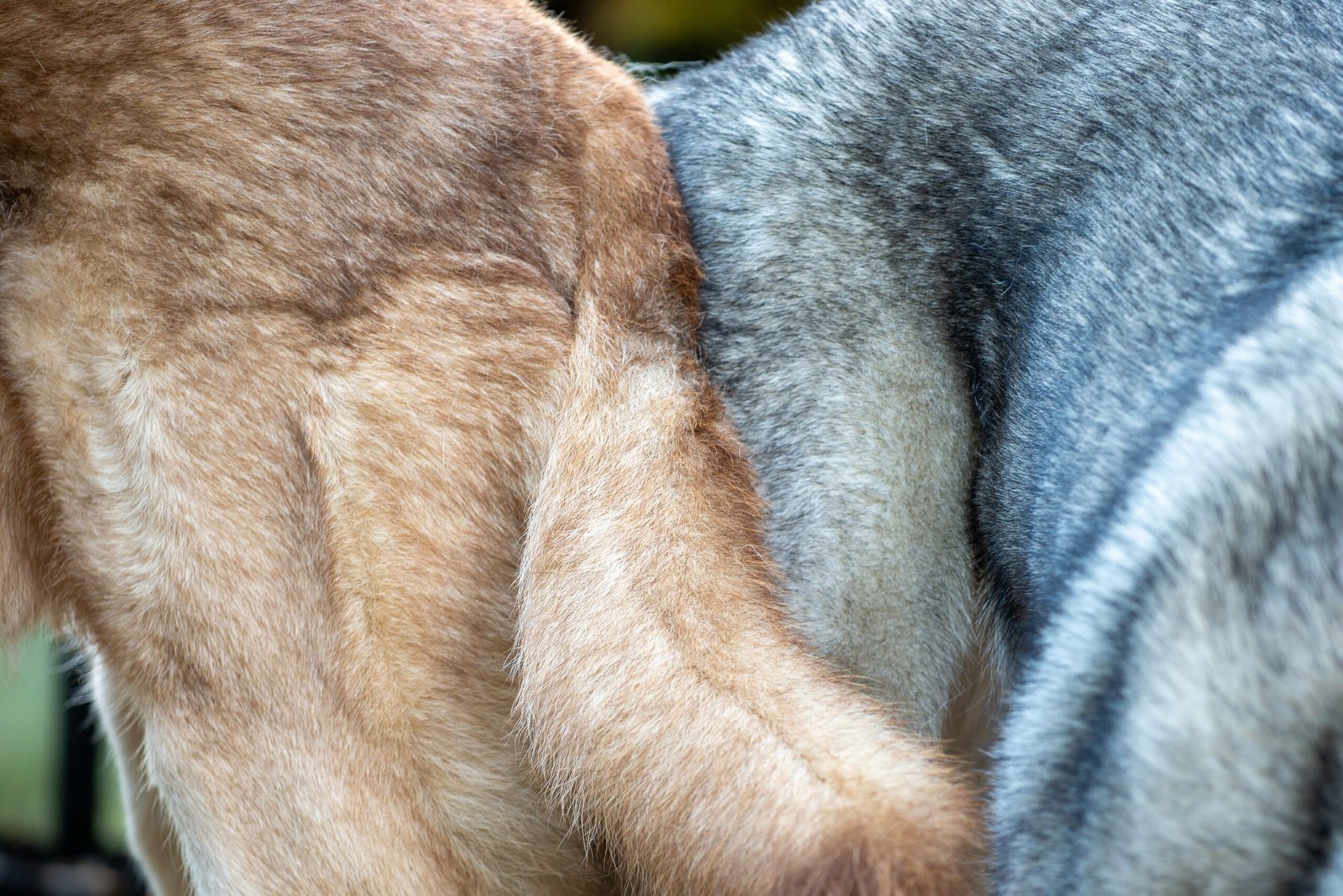 Portée Khalibisnya Maginwulf – 2021