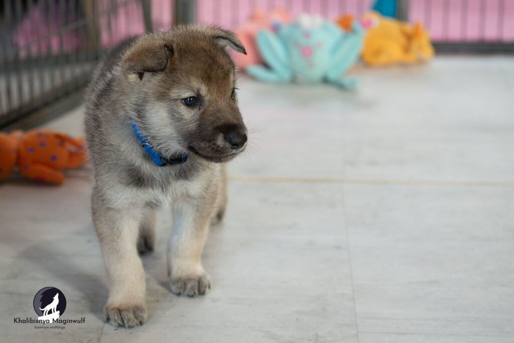 Chiot Khalibisnya Maginwulf
