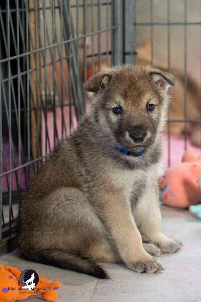 Chiot Khalibisnya Maginwulf