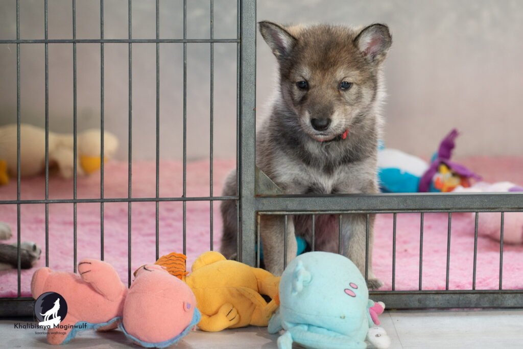 Chiot Khalibisnya Maginwulf