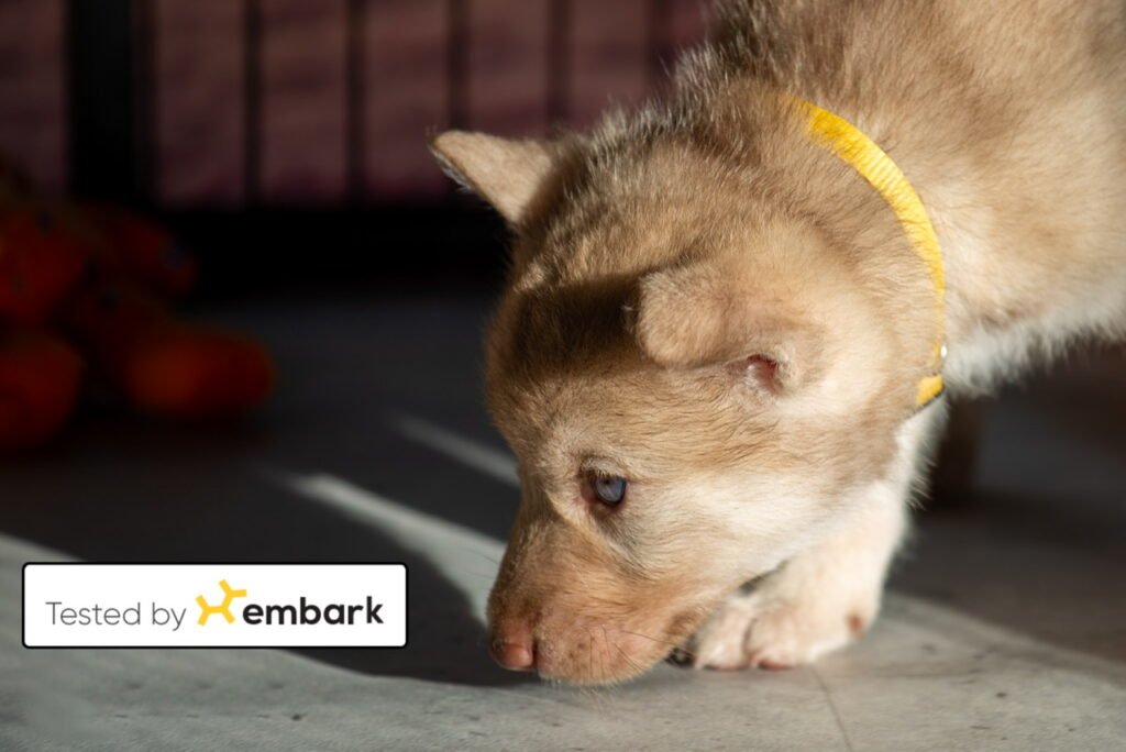 Embark chien-loup de saarloos