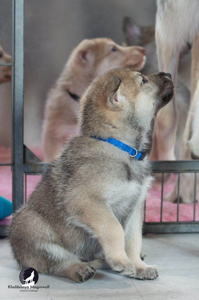 Chiot Khalibisnya Maginwulf