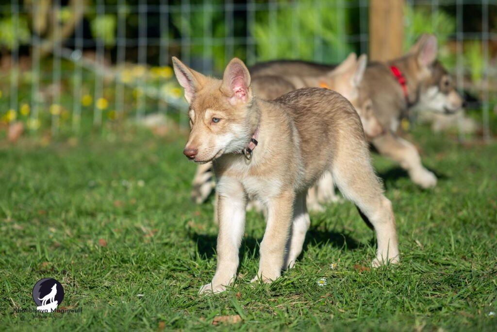 Chiots Khalibisnya Maginwulf