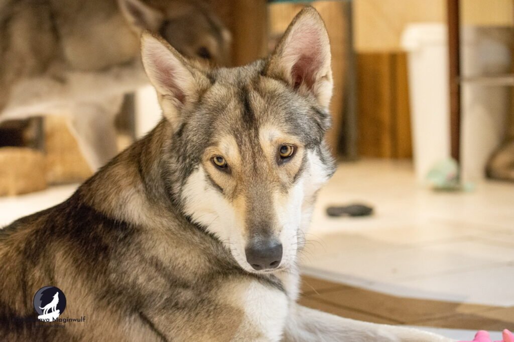 chien-loup de Saarloos