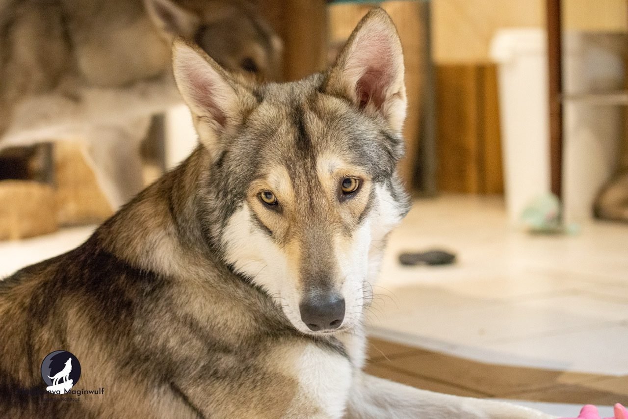 chien-loup de Saarloos