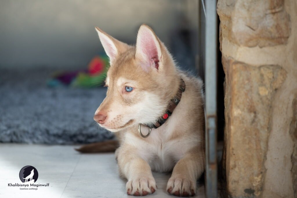Chiots Khalibisnya Maginwulf