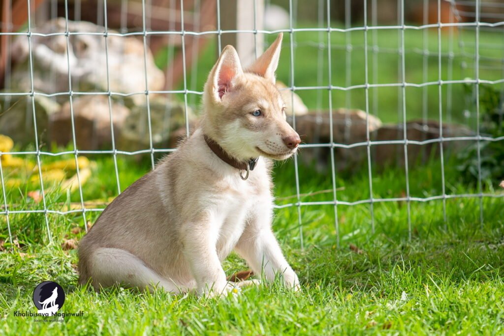 Chiots Khalibisnya Maginwulf