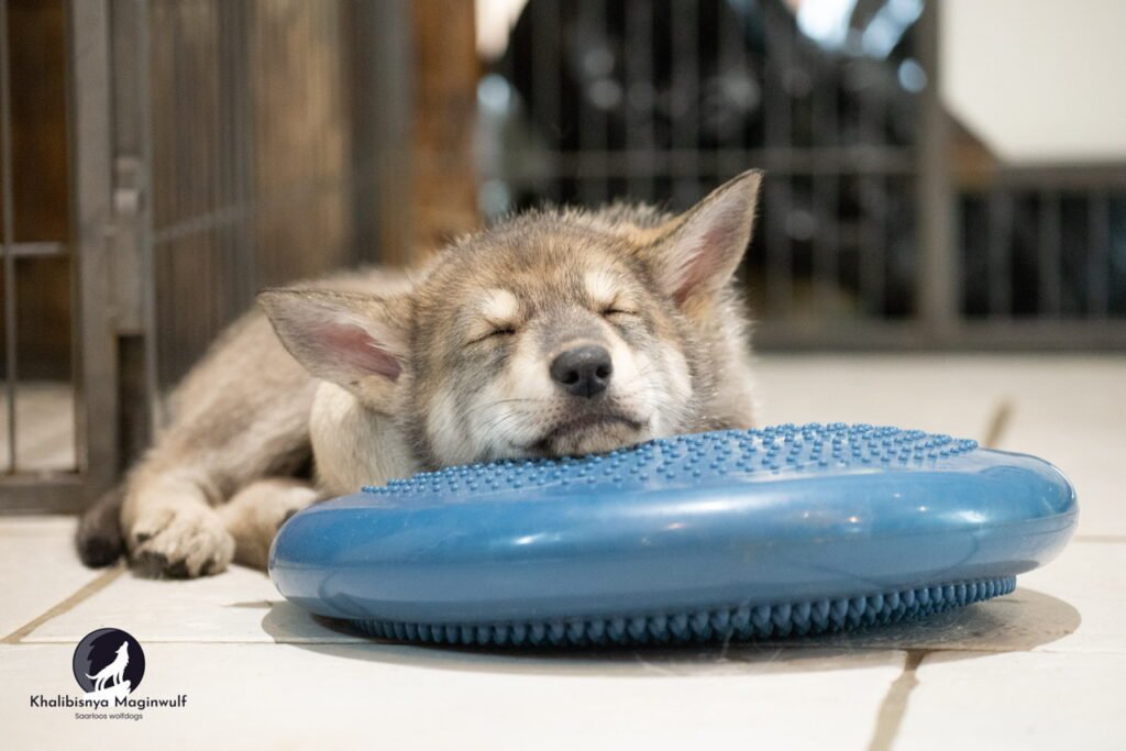 Chiots Khalibisnya Maginwulf