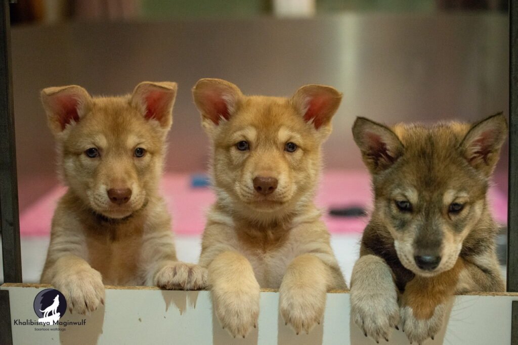 Chiots Khalibisnya Maginwulf