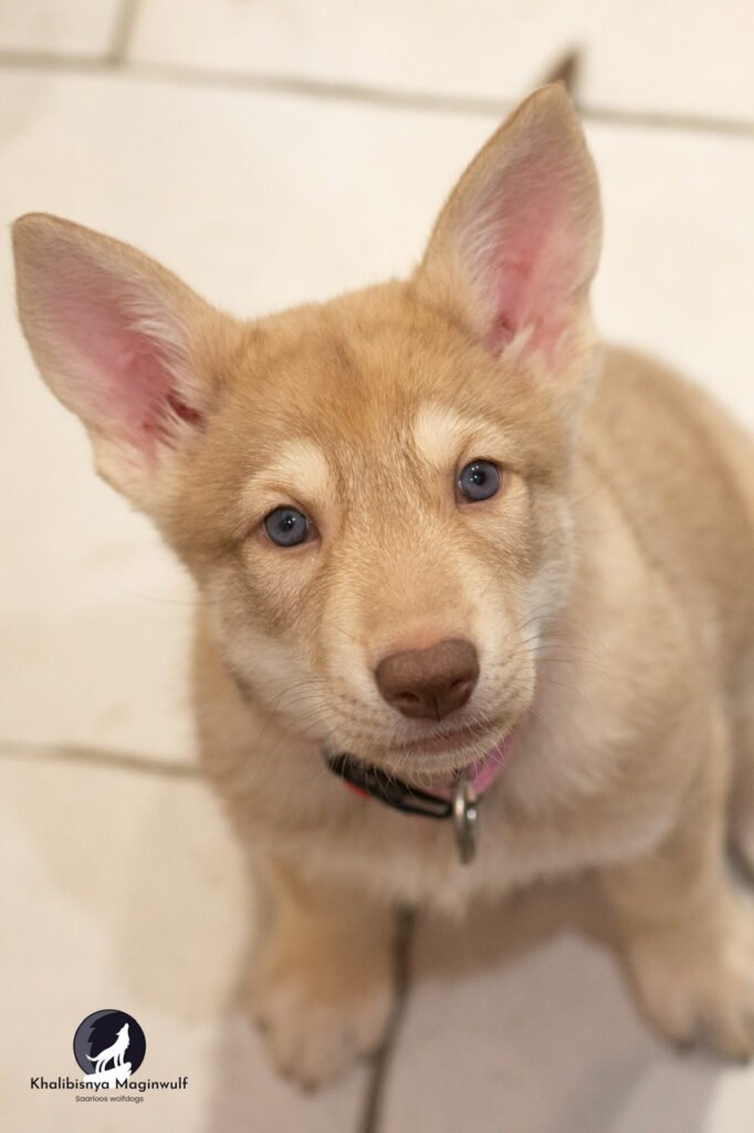 Chiots Khalibisnya Maginwulf