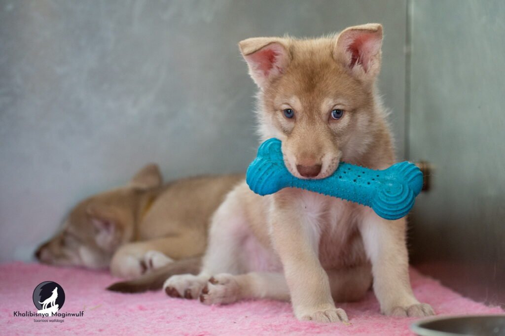 Chiots Khalibisnya Maginwulf