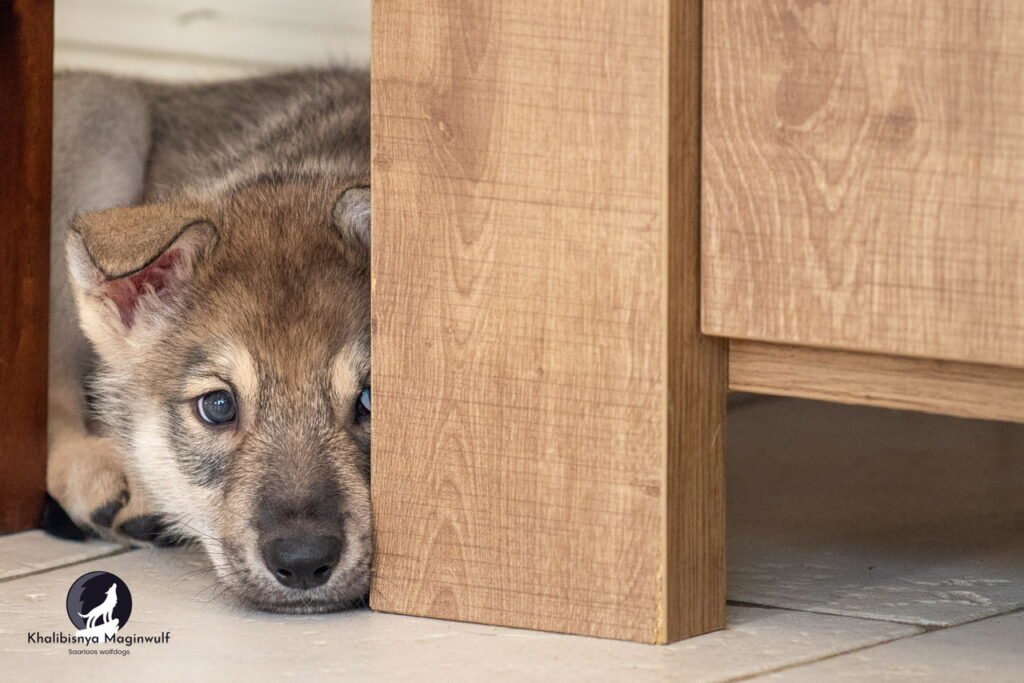 Chiots Khalibisnya Maginwulf