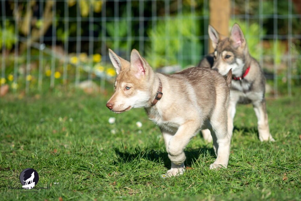 Chiots Khalibisnya Maginwulf