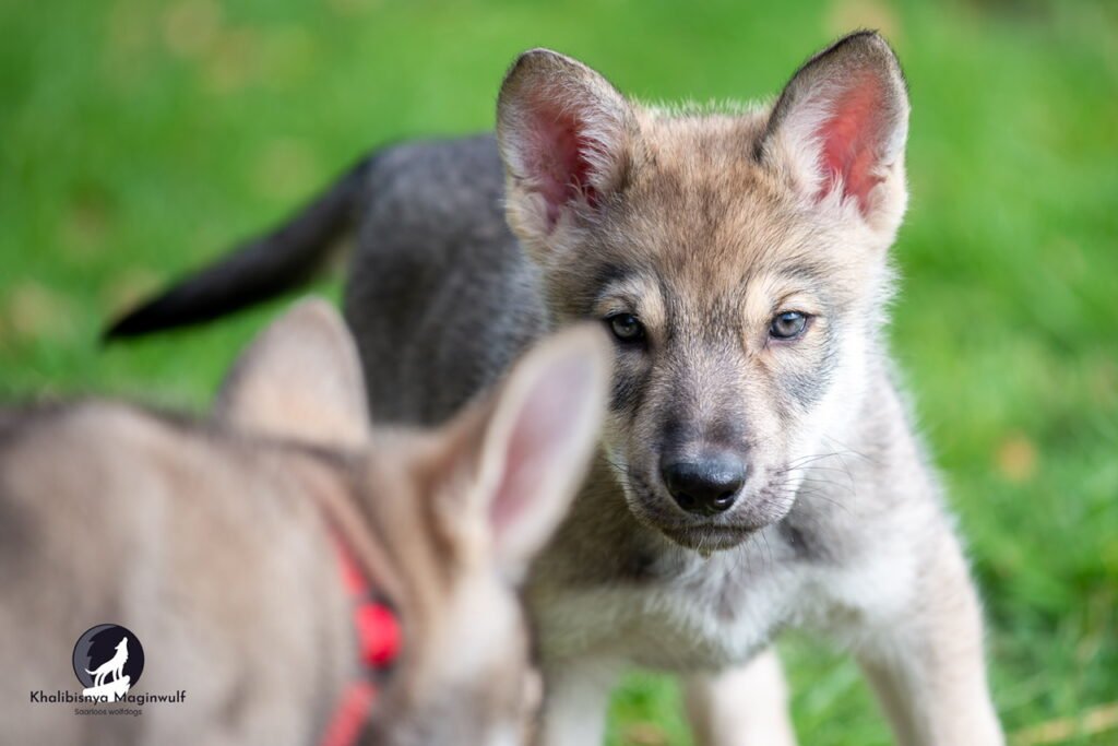 Chiots Khalibisnya Maginwulf
