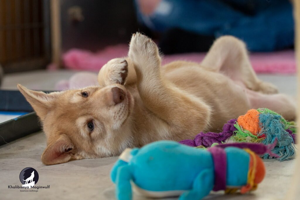 Chiots Khalibisnya Maginwulf