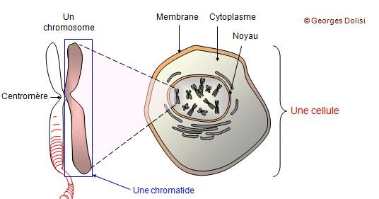 Localisation du chromosome