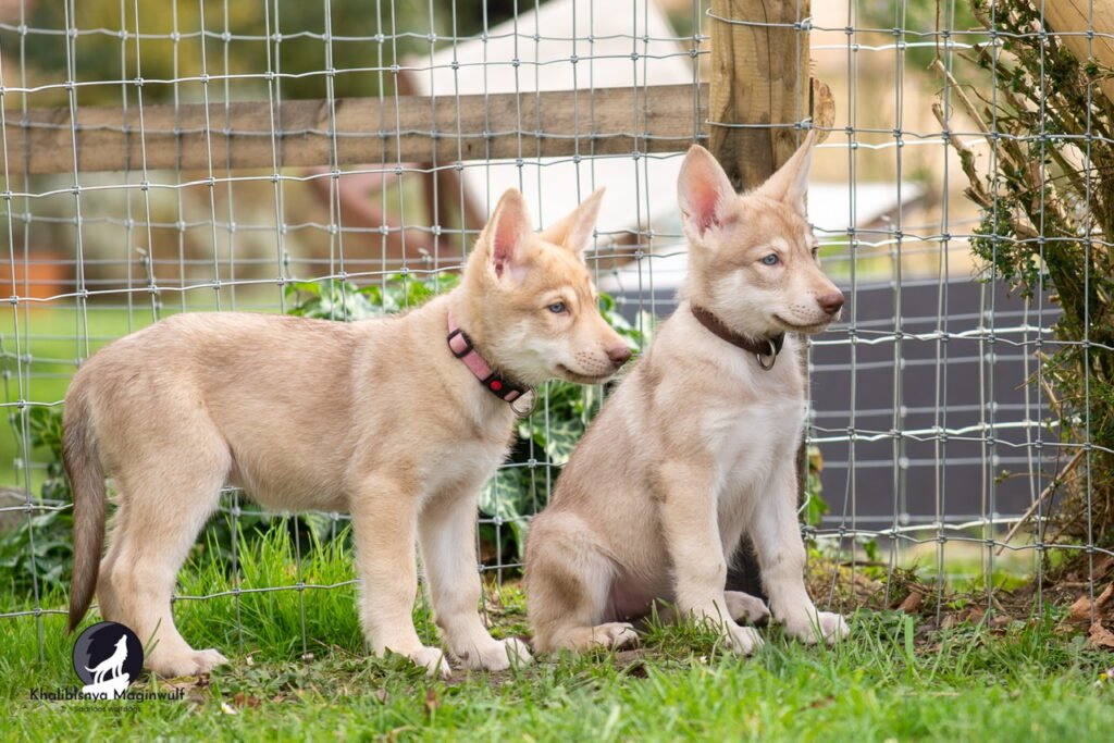Chiots Khalibisnya Maginwulf