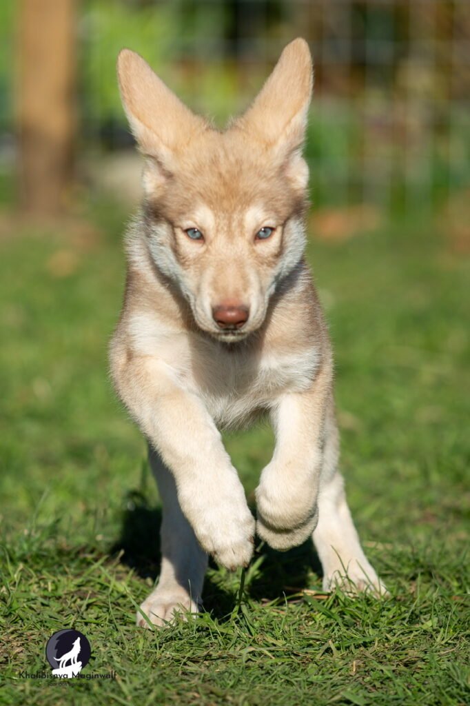 Chien-loup de Saarloos