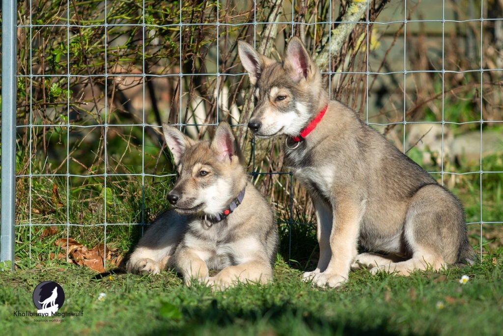 Chien-loup de Saarloos