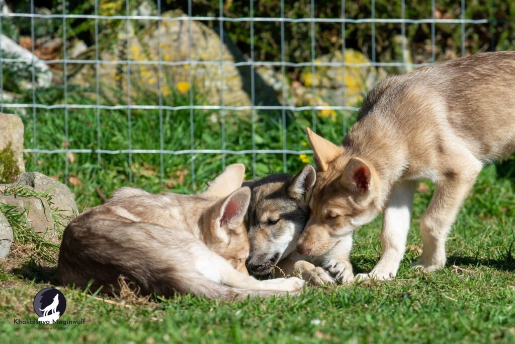 Chien-loup de Saarloos