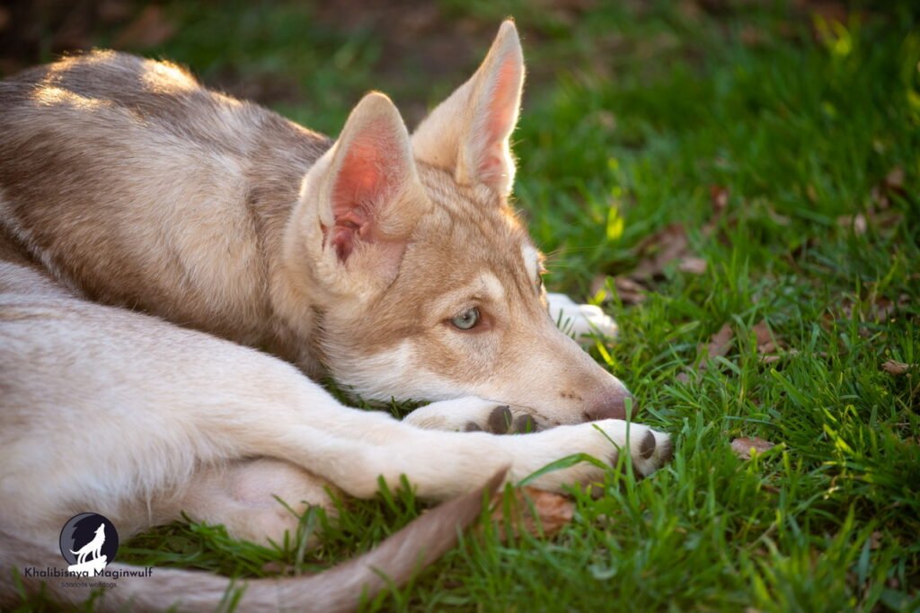 Chien-loup de Saarloos