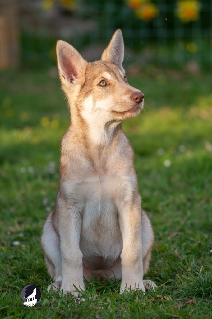 Chien-loup de Saarloos