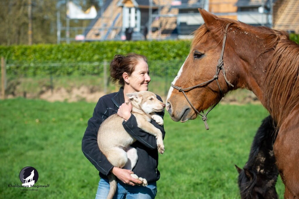 Chien-loup de Saarloos