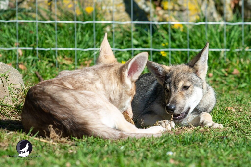 Chien-loup de Saarloos