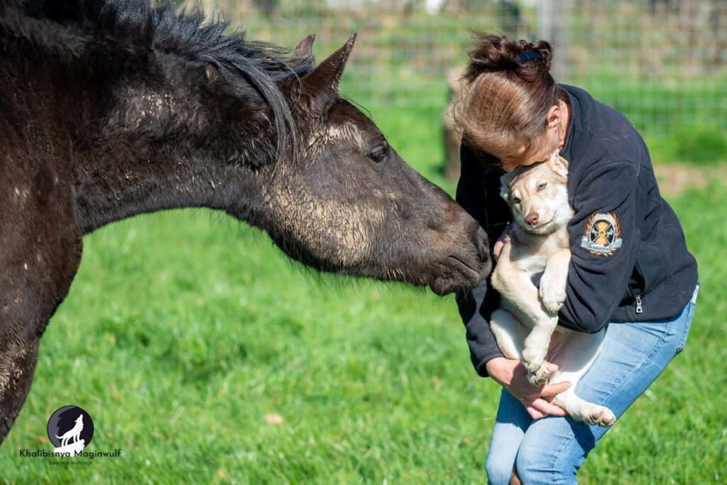 Chien-loup de Saarloos