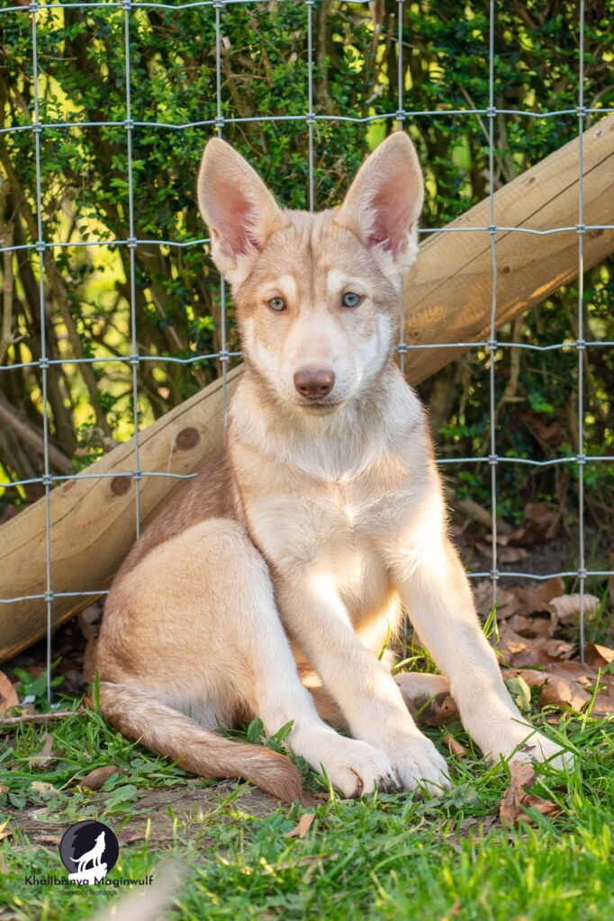 Chien-loup de Saarloos