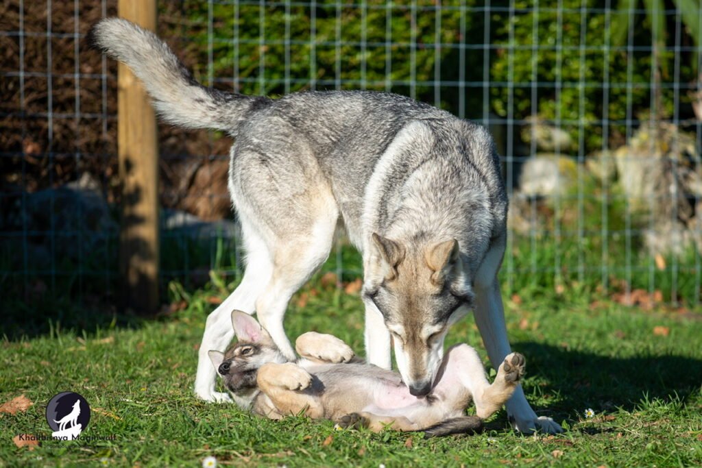 Chien-loup de Saarloos