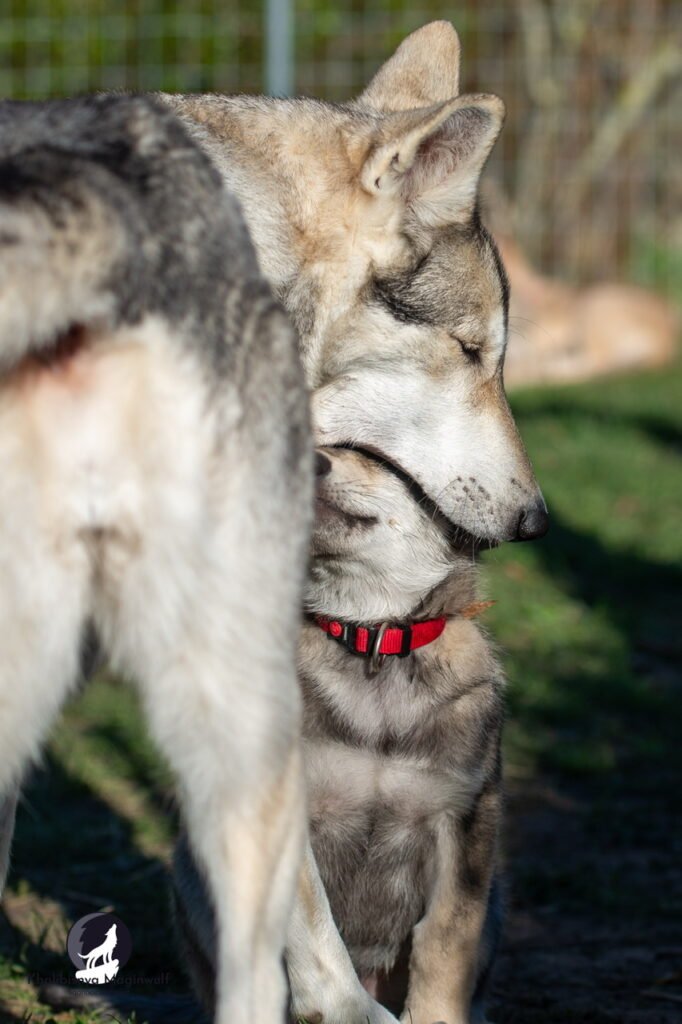 Chien-loup de Saarloos