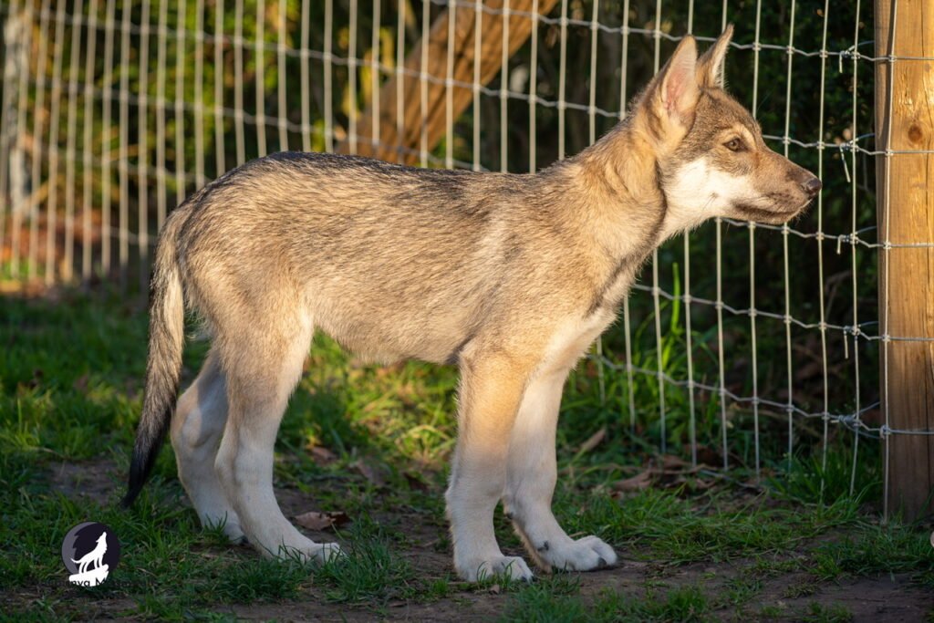 Chien-loup de Saarloos