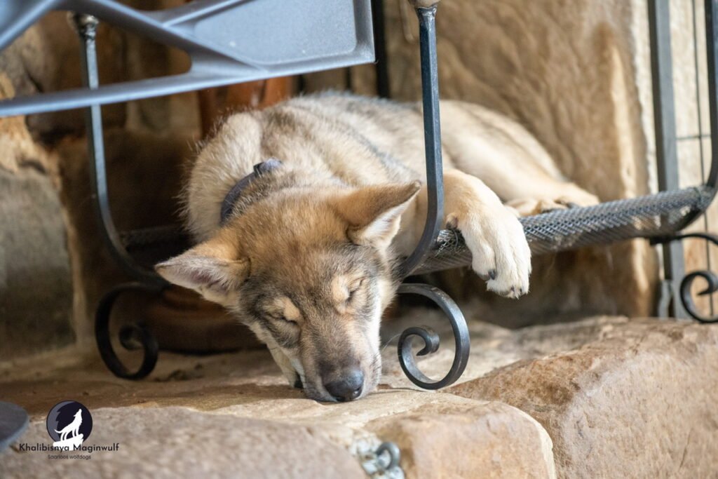 Chien-loup de Saarloos
