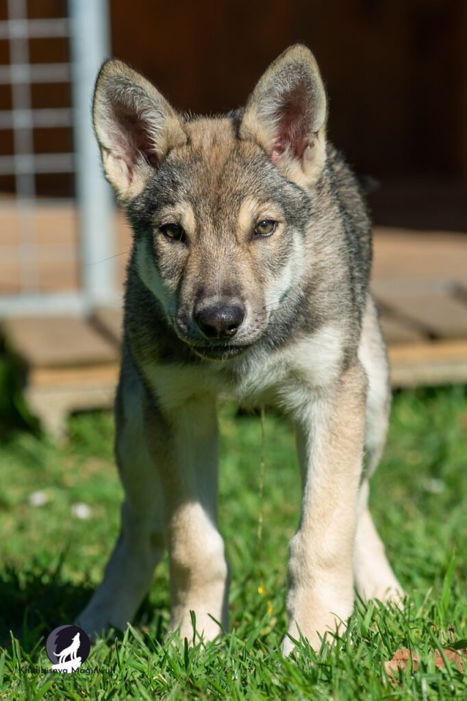 Chien-loup de Saarloos