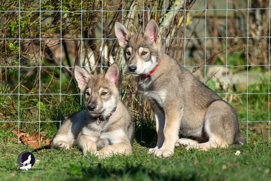 Chien-loup de Saarloos