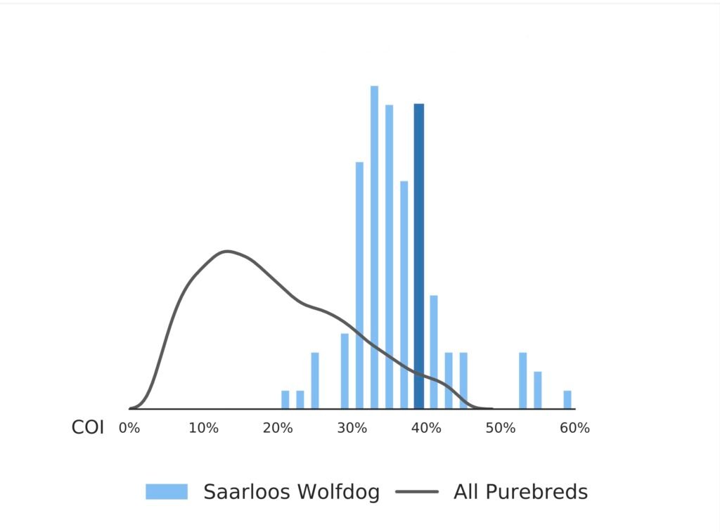 Consanguinité génétique du chien-loup de Saarloos chez Embark