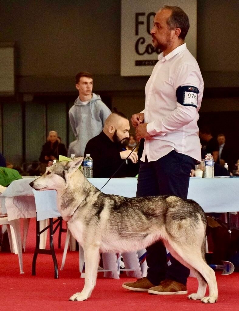 chien-loup de saarloos
