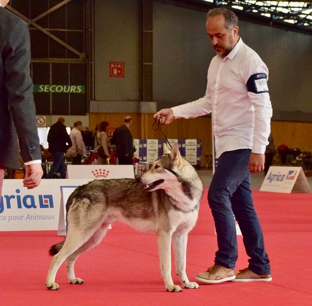 chien-loup de saarloos