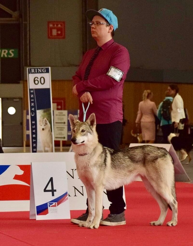 chien-loup de saarloos