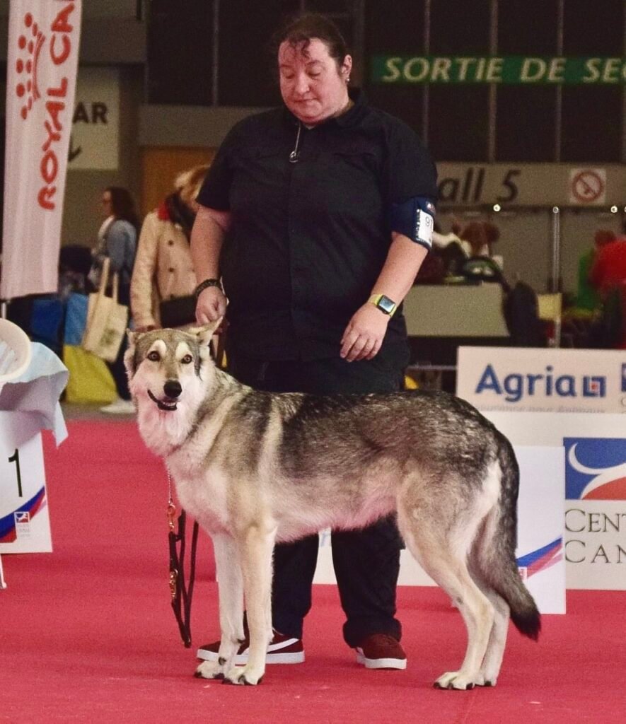 chien-loup de saarloos