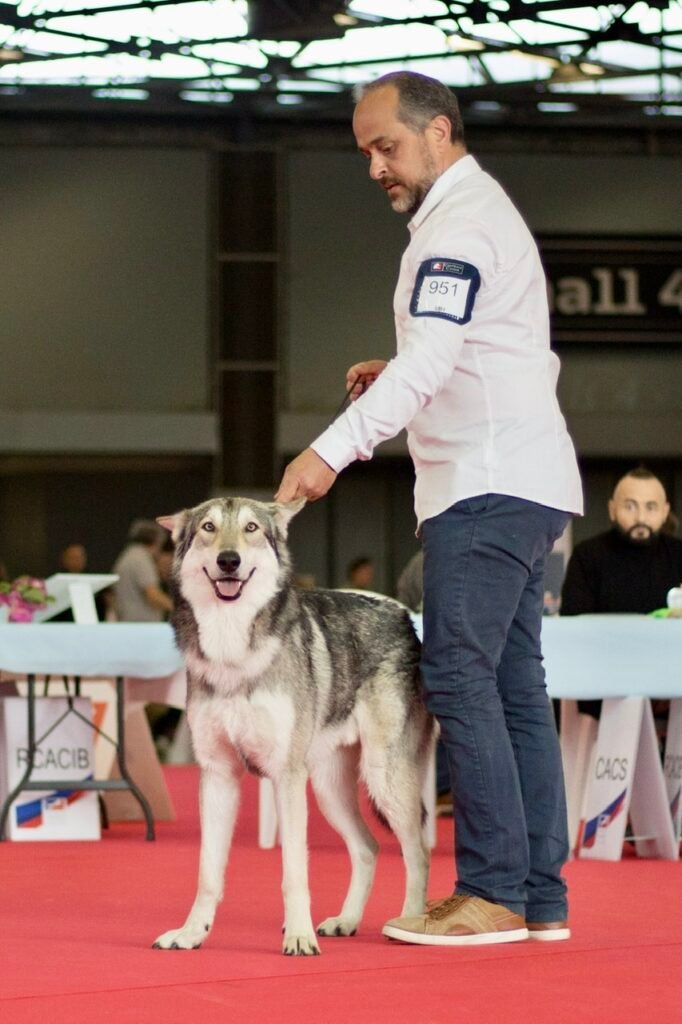 chien-loup de saarloos