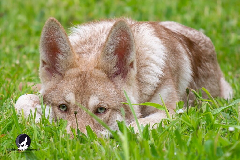 chien-loup de saarloos