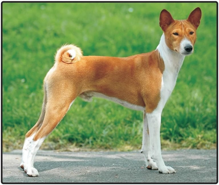 Basenji