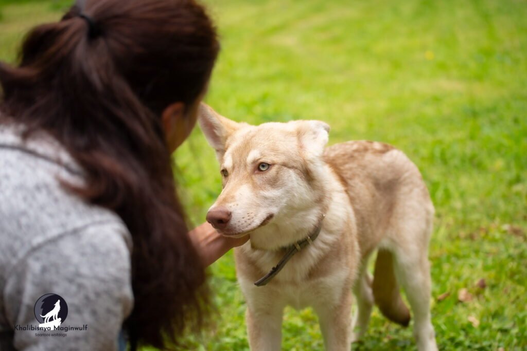 chien-loup de saarloos