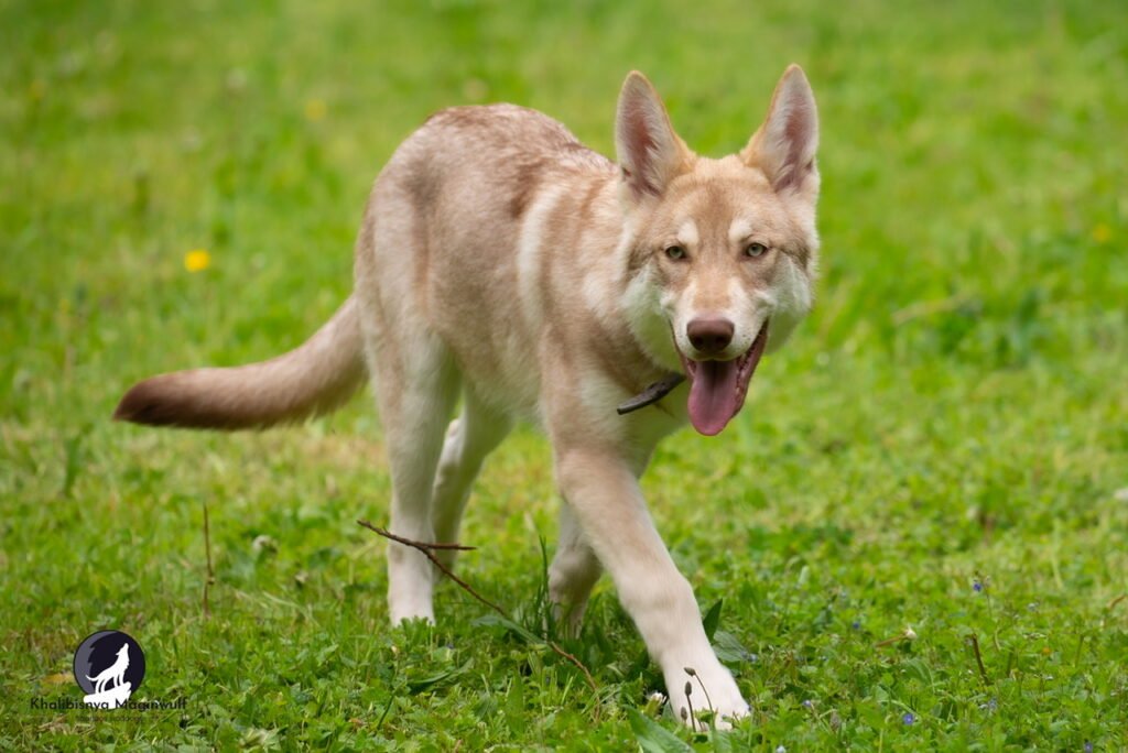 chien-loup de saarloos