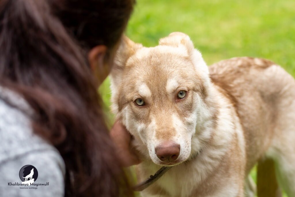 chien-loup de saarloos