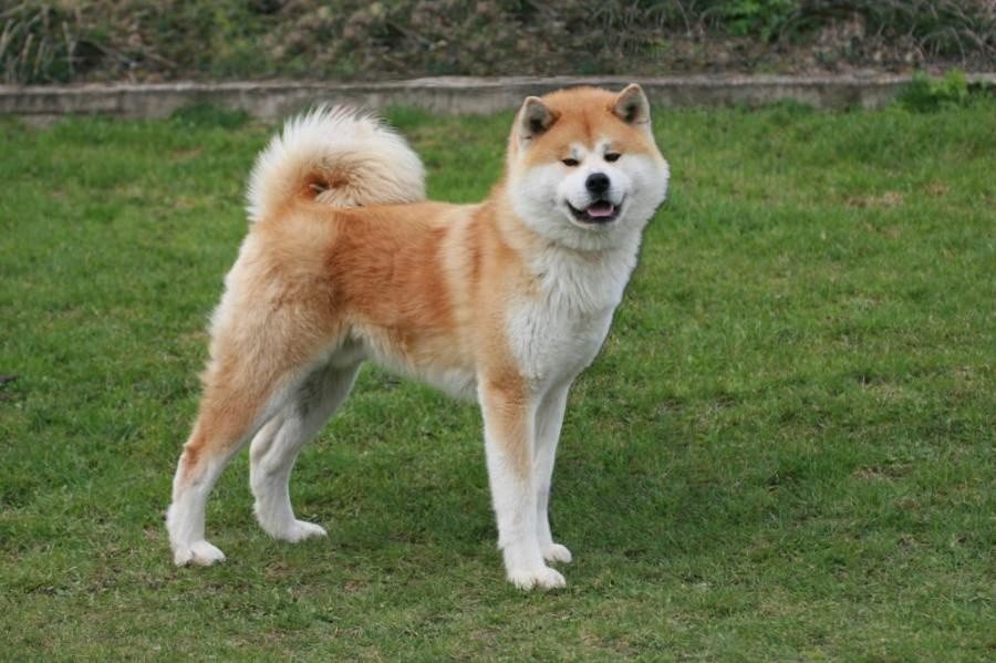 Akita Inu