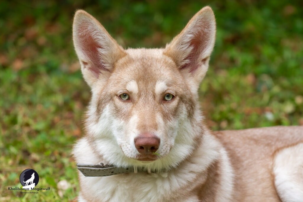 chien-loup de saarloos